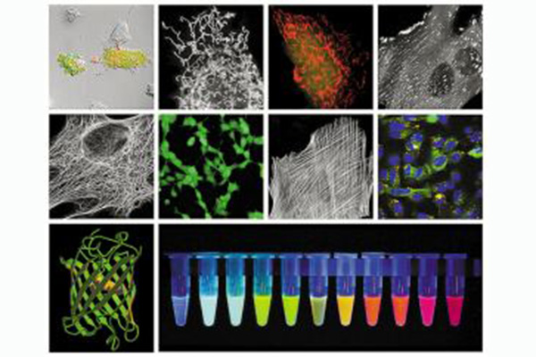 生物熒光檢測(cè) /cxyq/20200413112943-FtbZ1ke_nVz636NeHzHk6OCbskyK.jpg